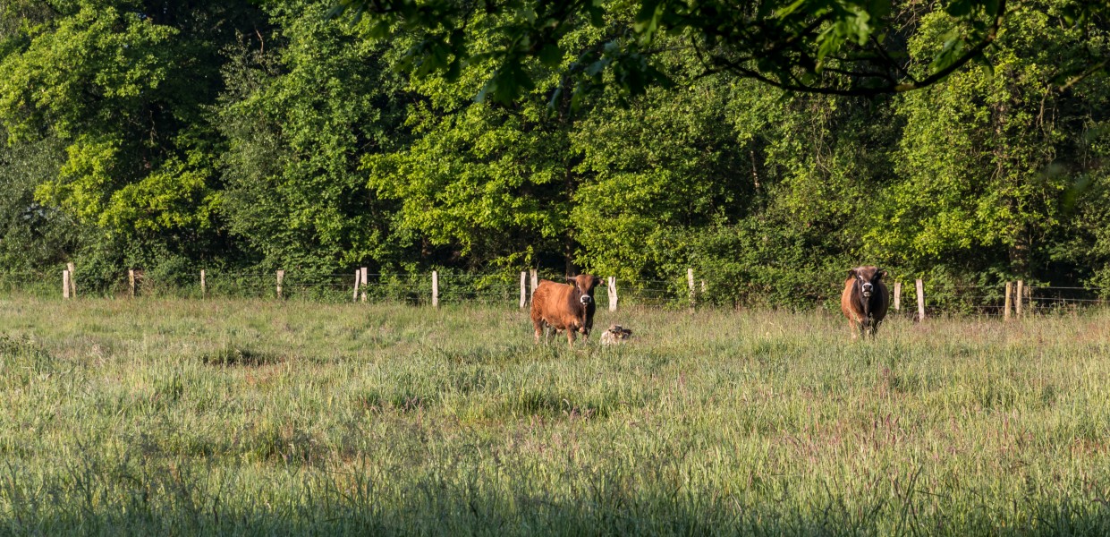 Dülmen, Naturschutzgebiet -Am Enteborn- -- 2014 -- 0196