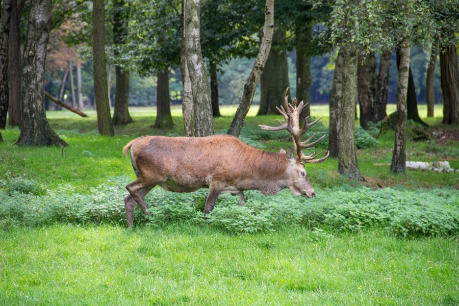 Dülmen, Wildpark -- 2011 -- 2181