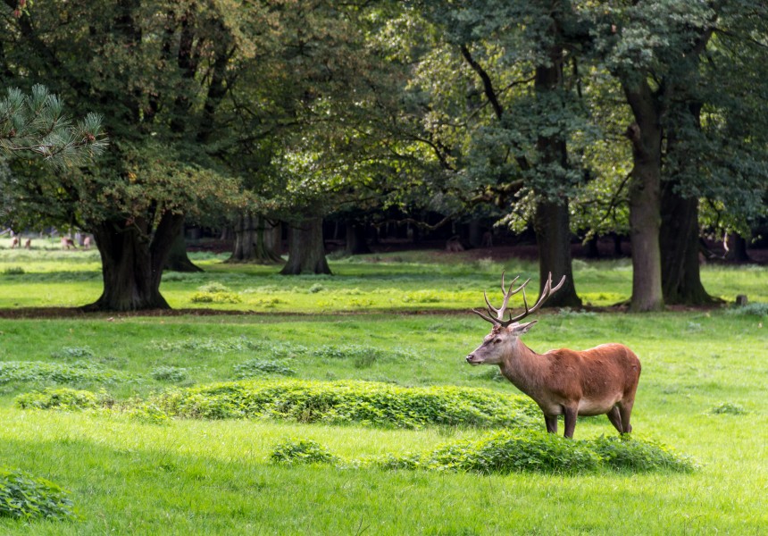 Dülmen, Wildpark -- 2011 -- 2185