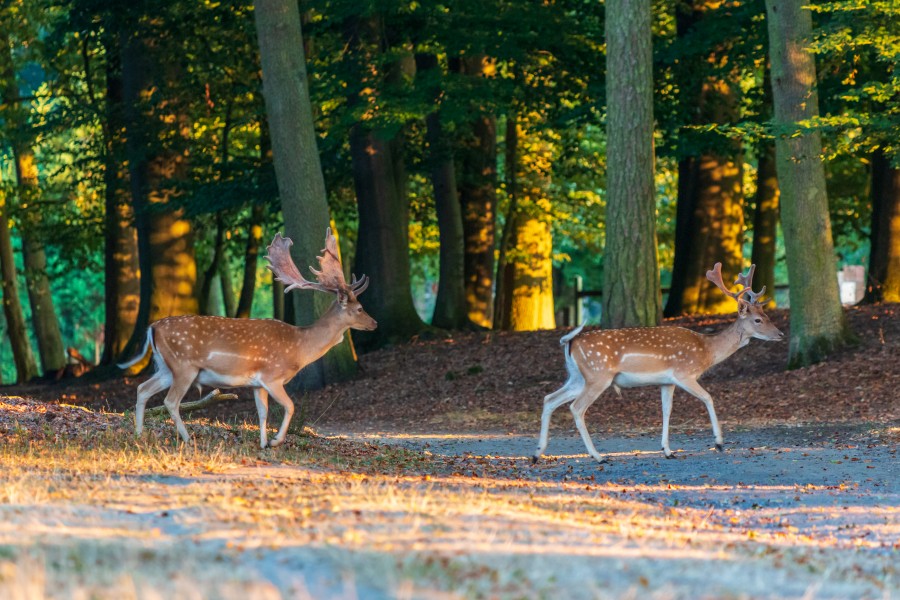 Dülmen, Wildpark -- 2018 -- 3750