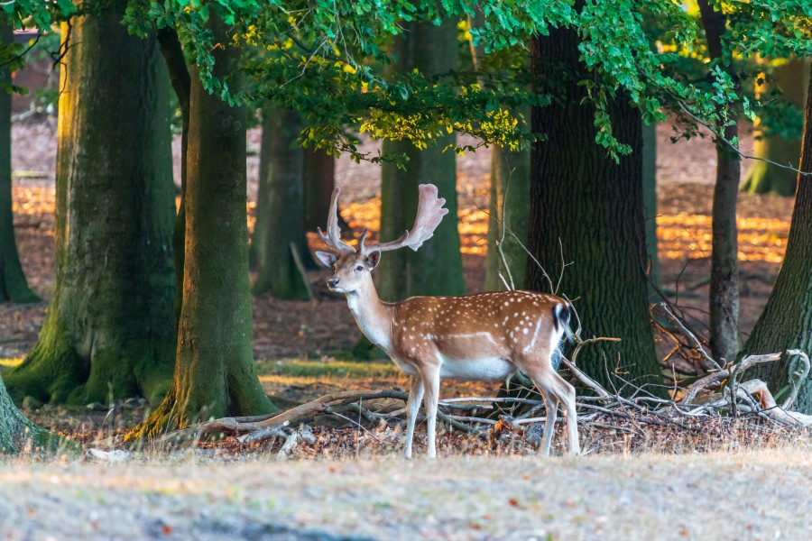 Dülmen, Wildpark -- 2018 -- 3756