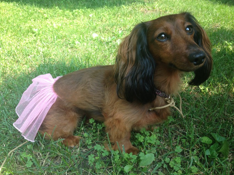 Dachshund in a tutu