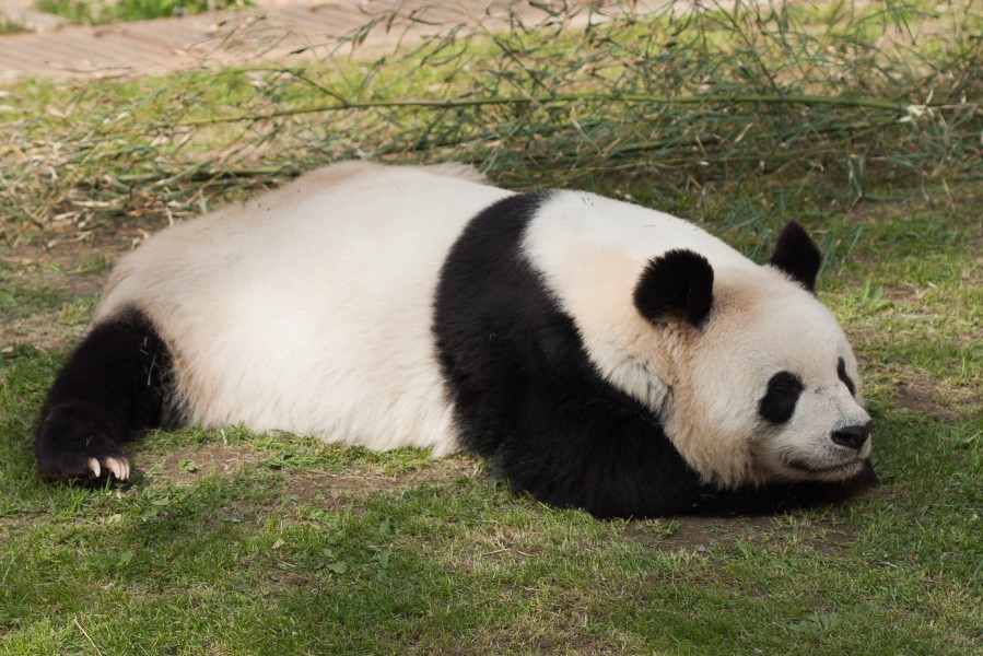 Dalian Liaoning China Forest-Zoo-02