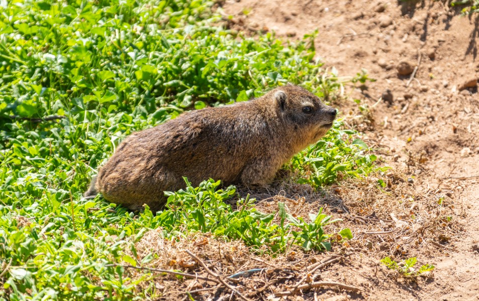 Damán de El Cabo (Procavia capensis), Simon's Town, Sudáfrica, 2018-07-23, DD 48