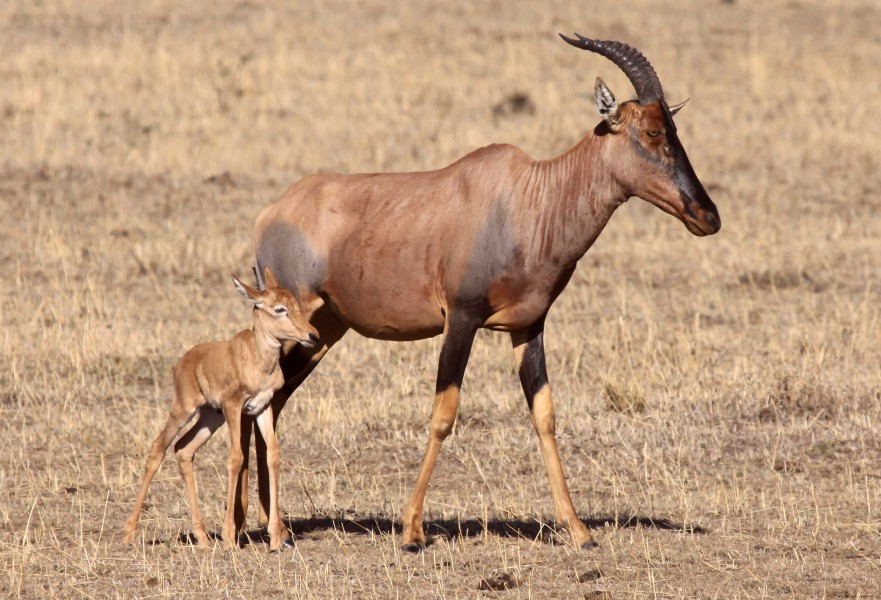 Damaliscus topi