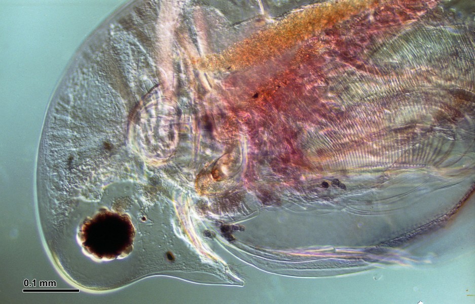 Daphnia (250 15) Total preparation