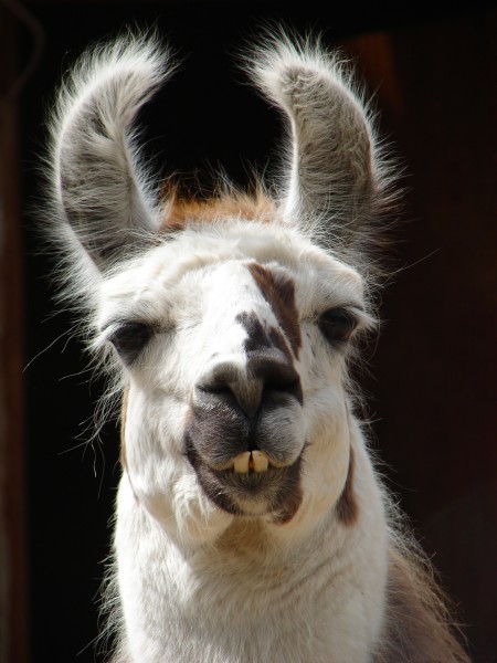 Darica Lama 01016