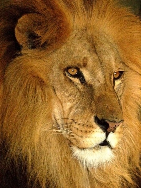 Darica Lion 07168