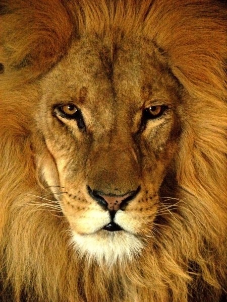 Darica Lion 07174