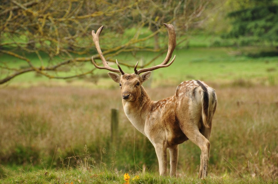 Deer at Powderham Castle (7787)