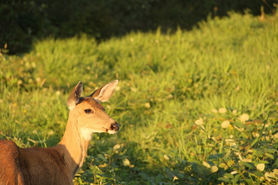 Deer in field (side view) 2