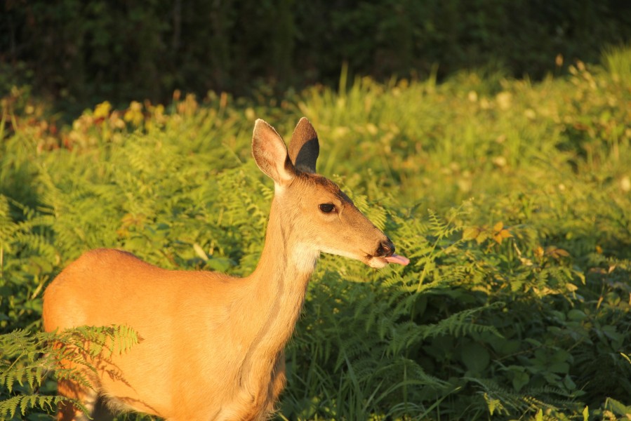 Deer in field sticking tongue out