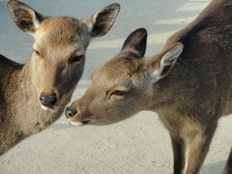 Deer in Miyajima - DSC02175