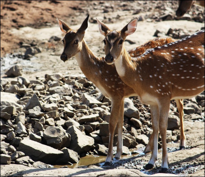 Deers at ranthambhore