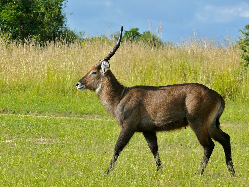 Defassa Waterbuck (Kobus defassa) (6937127812)
