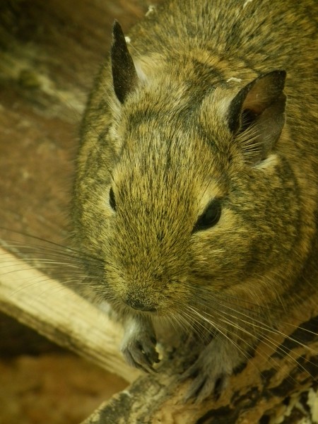 Degus Porträt