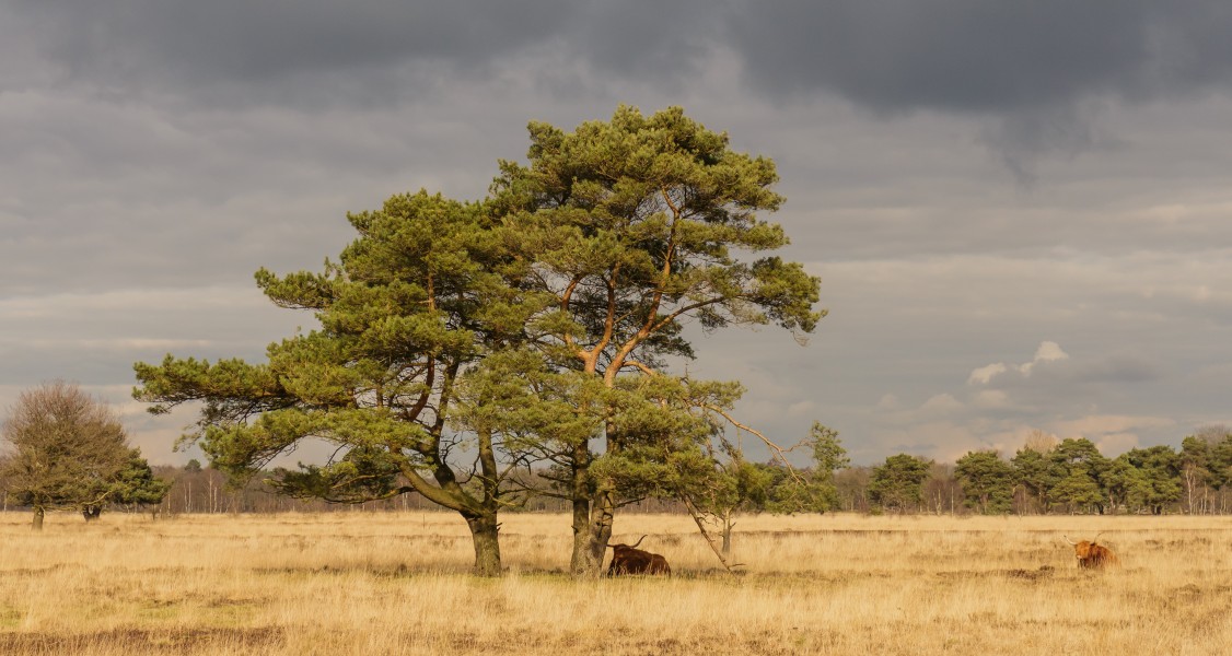 Delleboersterheide – Catspoele Natuurgebied van It Fryske Gea. Omgeving van het heideveld 036