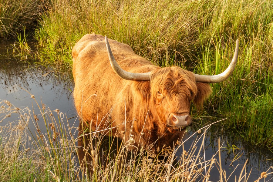 Delleboersterheide – Catspoele Natuurgebied van It Fryske Gea. Wandeling over de Delleboersterheide 11