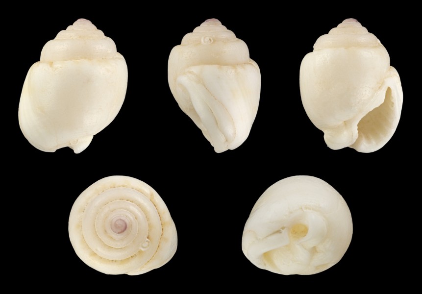 Demoulia obtusata 01