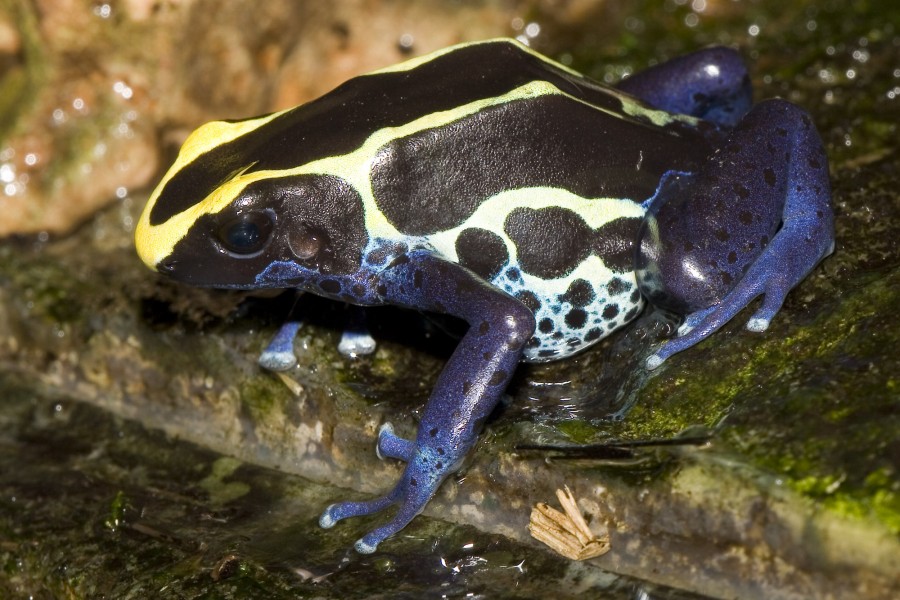 Dendrobates.tinctorius.7037