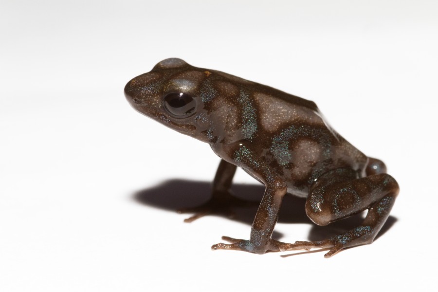 Dendrobates auratus brown