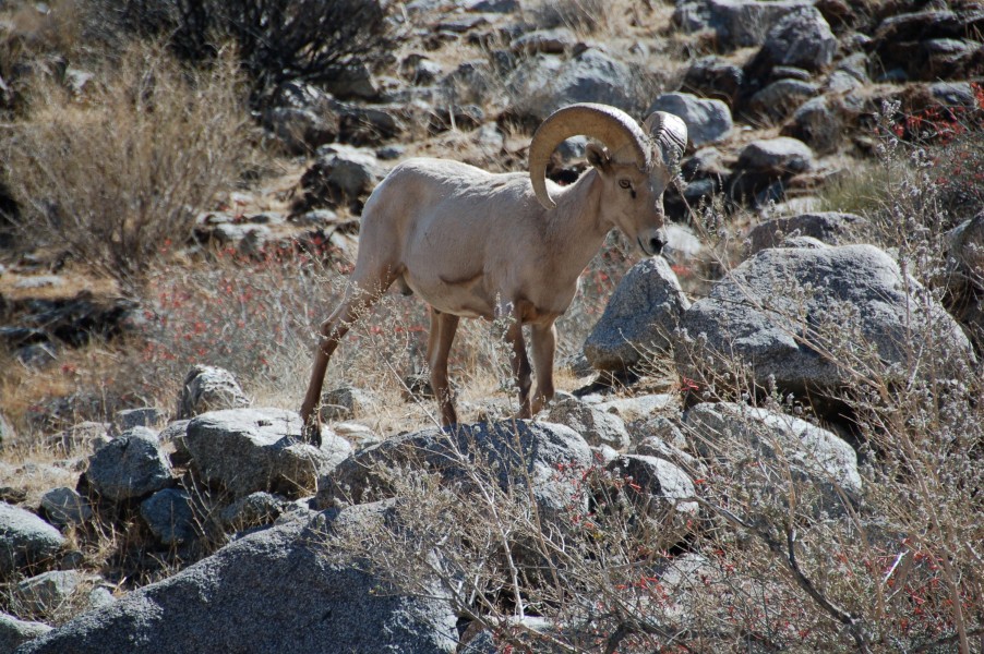 Desert Bighorn Barna