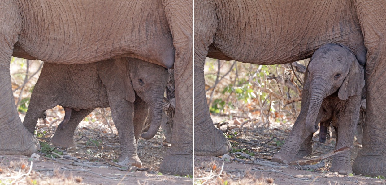 Desert elephant (Loxodonta africana) baby male composite