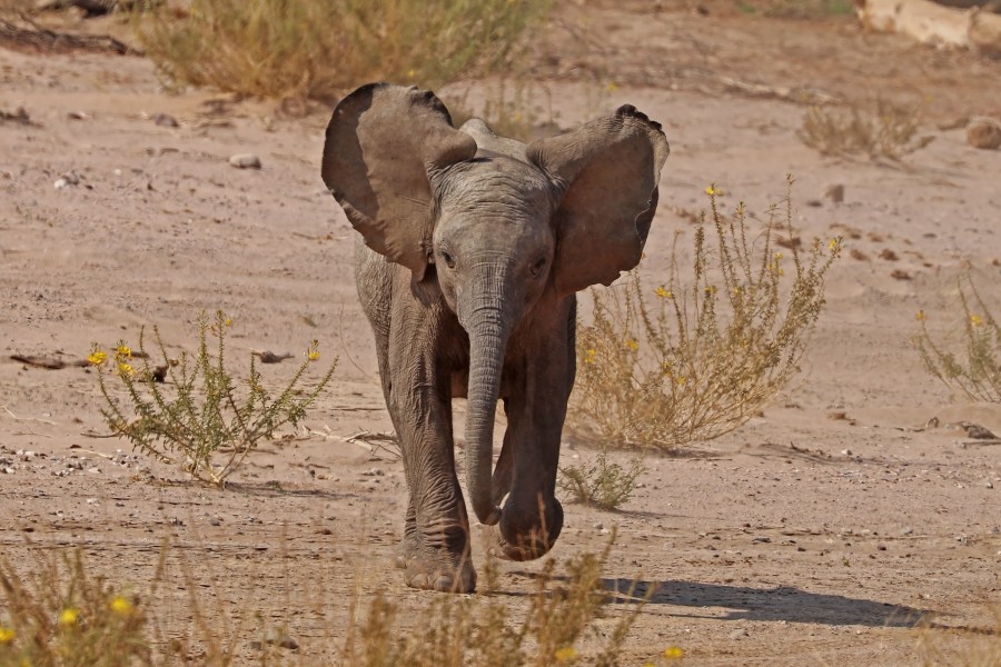 Desert elephant (Loxodonta africana) juvenile 3 years charging