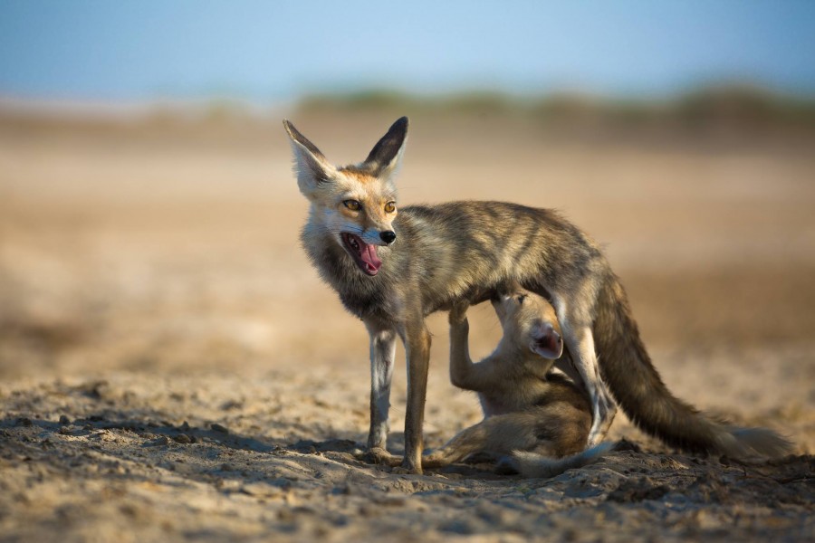 Desert Fox suckling its pup