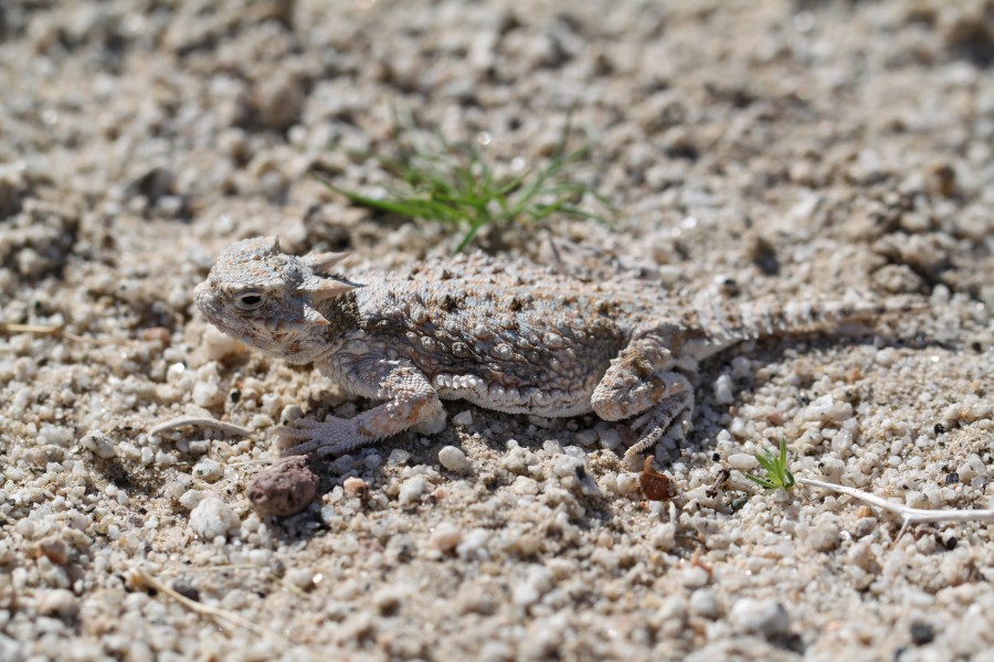 Desert Horned Lizard (Phrynosoma platyrhinos); Pinto Wells