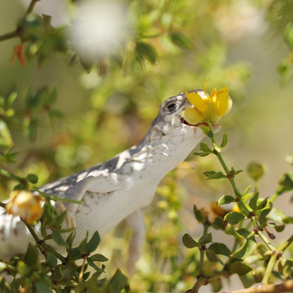 Desert iguana (Dipsosaurus dorsalis) eating creosote blossoms (19196556790)