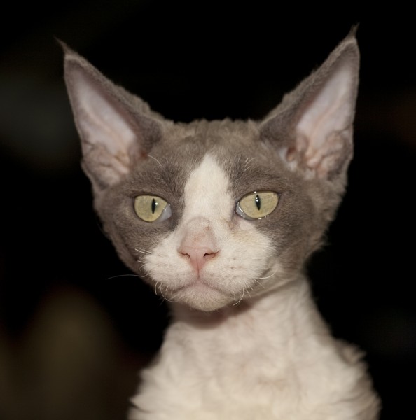 Devon-rex • Девон-рекс (5289173321)