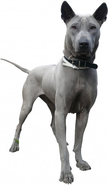 Diamond-ThaiDi