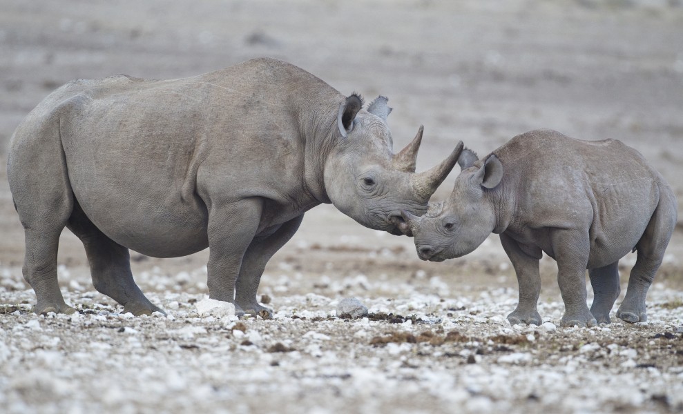 Diceros bicornis (Etosha)