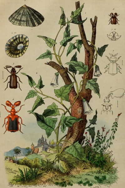 Dictionnaire pittoresque d'histoire naturelle et des phénomènes de la nature (1838) (14777985951)