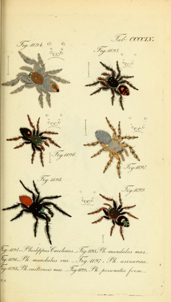 Die Arachniden (Plate CCCCLV) (8569459590)