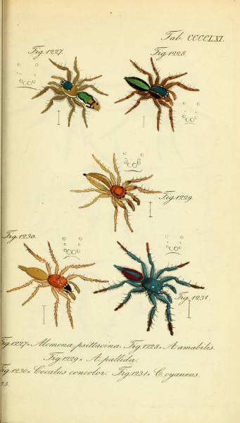 Die Arachniden (Plate CCCCLXI) (8569462184)