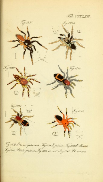 Die Arachniden (Plate CCCCLXIII) (8569463058)