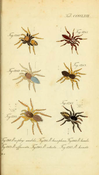 Die Arachniden (Plate CCCCLXVII) (8569465056)