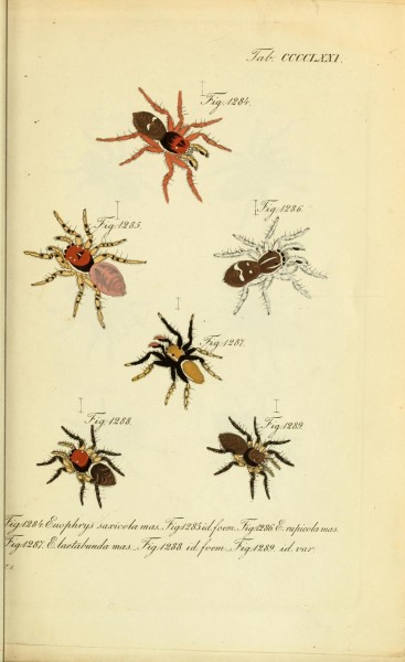 Die Arachniden (Plate CCCCLXXI) (8575490970)