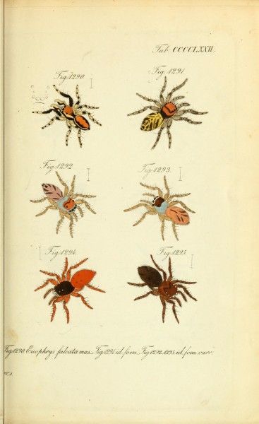 Die Arachniden (Plate CCCCLXXII) (8574398671)
