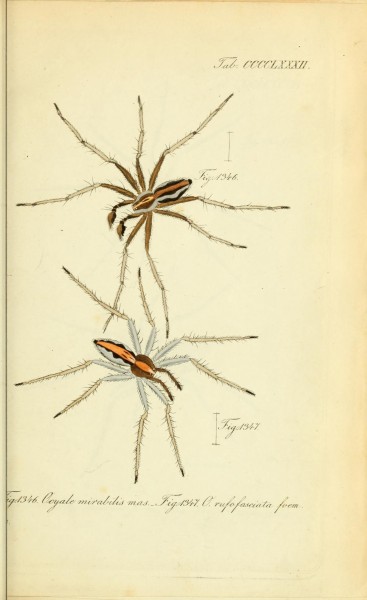Die Arachniden (Plate CCCCLXXXII) (8574402285)