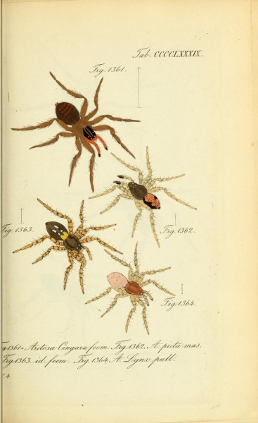 Die Arachniden (Plate CCCCLXXXIX) (8574405425)