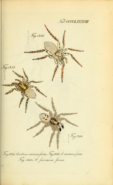 Die Arachniden (Plate CCCCLXXXVIII) (8575497998)