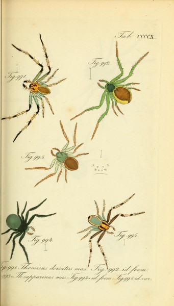 Die Arachniden (Plate CCCCX) (8569438000)