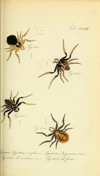 Die Arachniden (Plate CCCCXII) (8569438934)