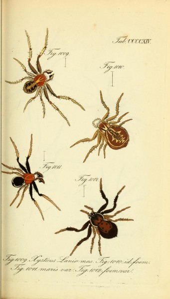 Die Arachniden (Plate CCCCXIV) (8569439998)