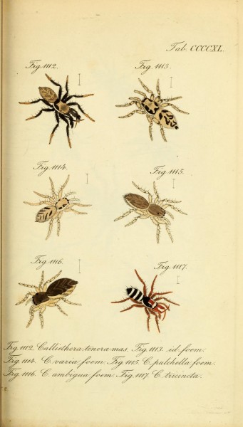Die Arachniden (Plate CCCCXL) (8568354399)