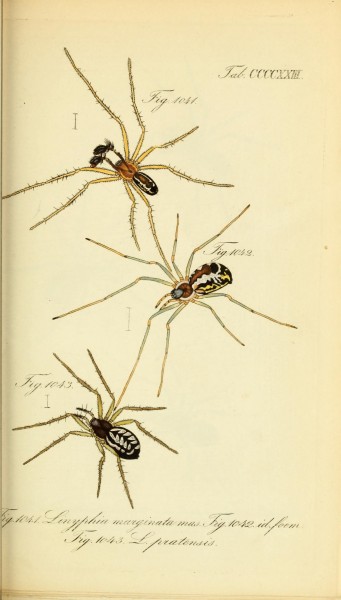 Die Arachniden (Plate CCCCXXIII) (8569444462)