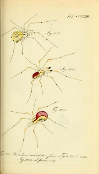 Die Arachniden (Plate CCCCXXVII) (8568348291)